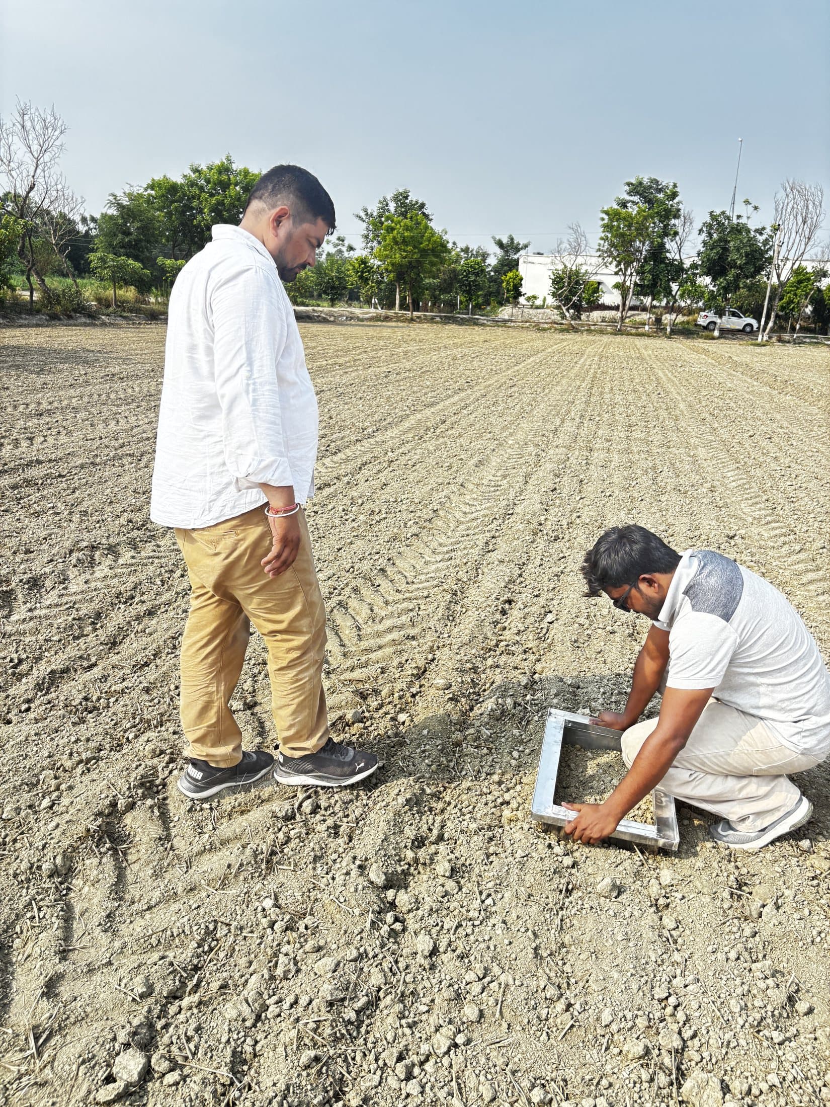 Researchers inspecting direct-seeded rice plots in a prepared field
