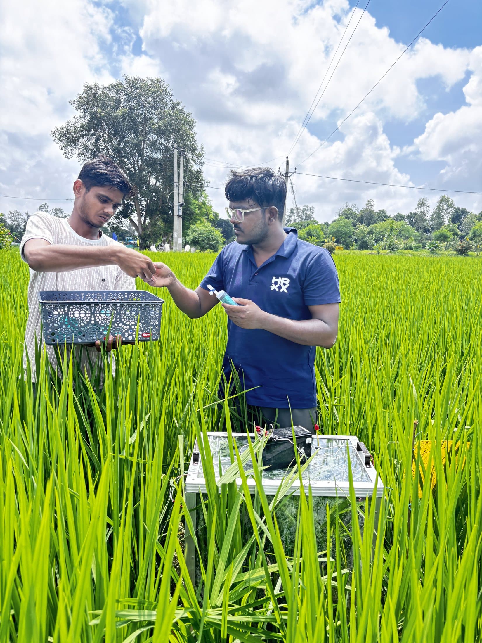 Researchers drawing a gas sample from a closed static chamber in a paddy field