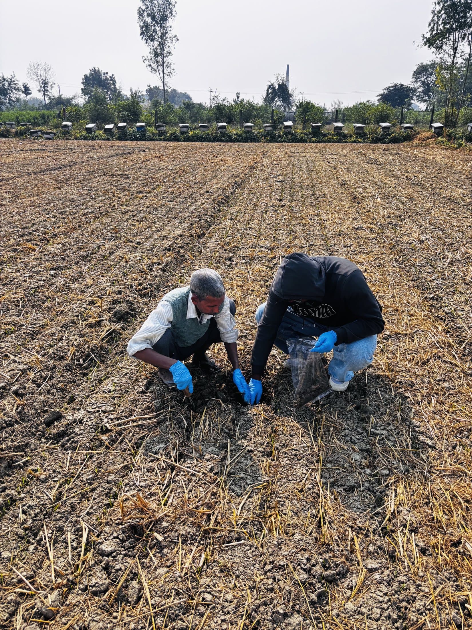 Soil samples being collected from a study plot between seasons