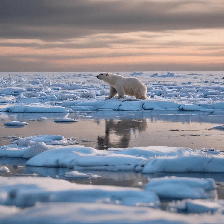 Arctic & the Cryosphere