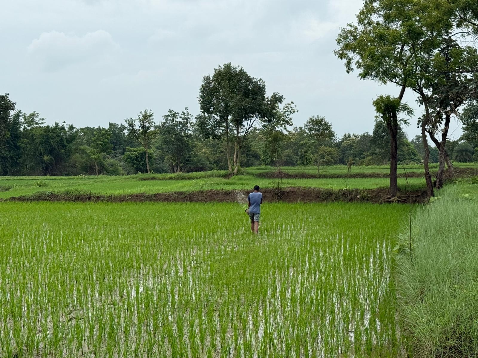 Working Title : AI-based characterization of methane emissions from paddy using satellite data